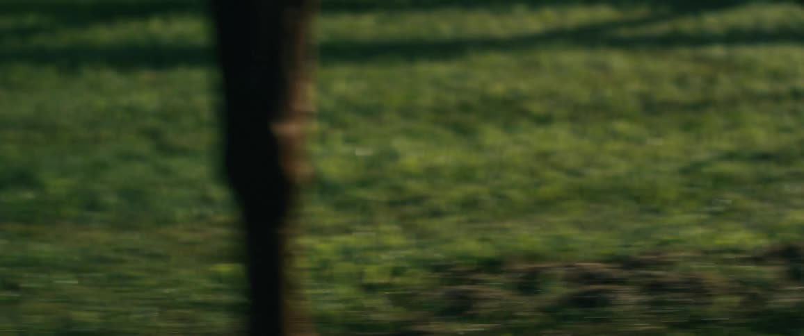 Horse galloping over the grass near the fence