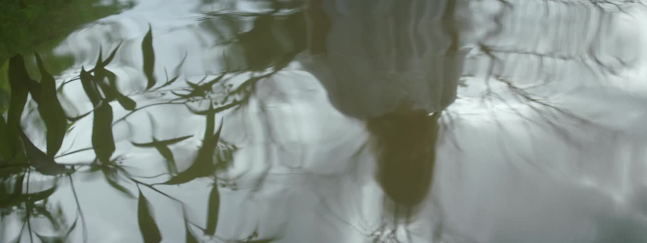 A reflection of leaves in some water
