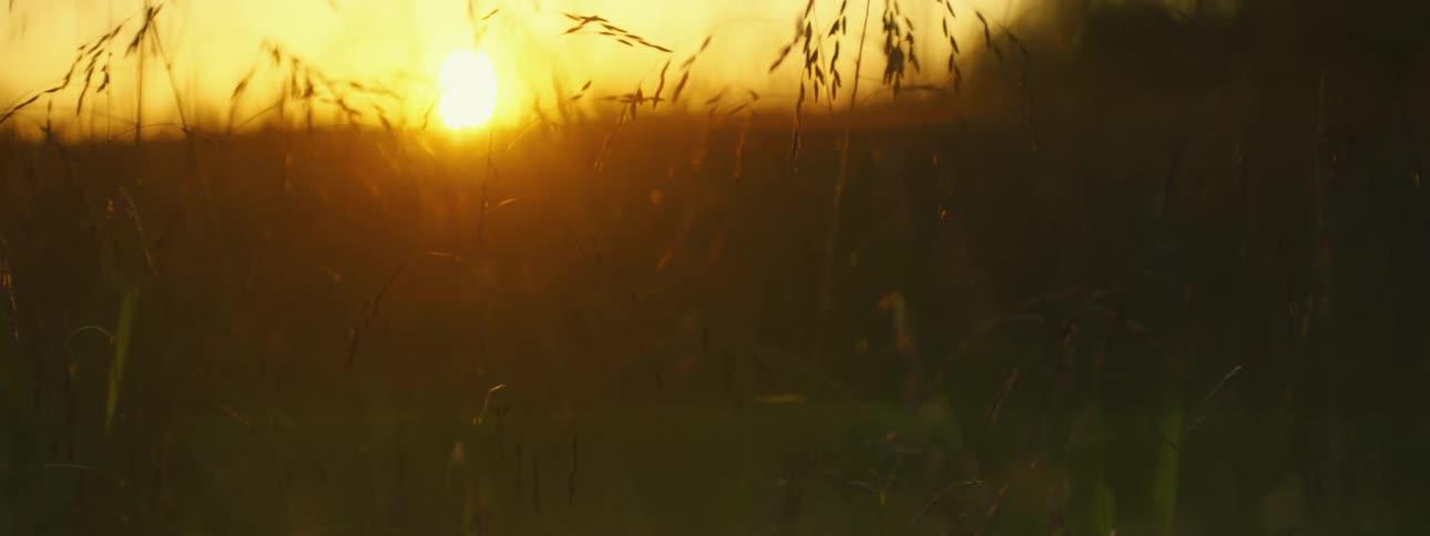 A grassy field with trees the sunset the sky and clouds in the background