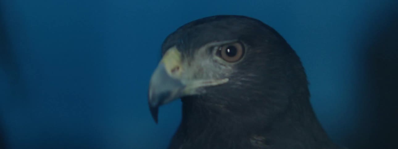 Raptor turns its head looking around against blue sky