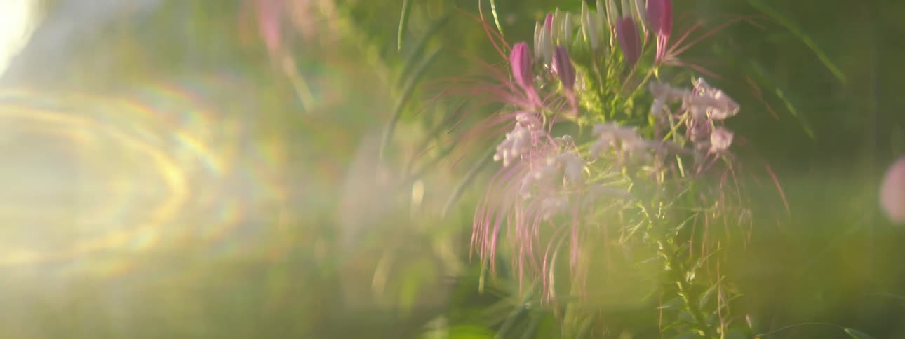A view of a plant with flowers outdoors