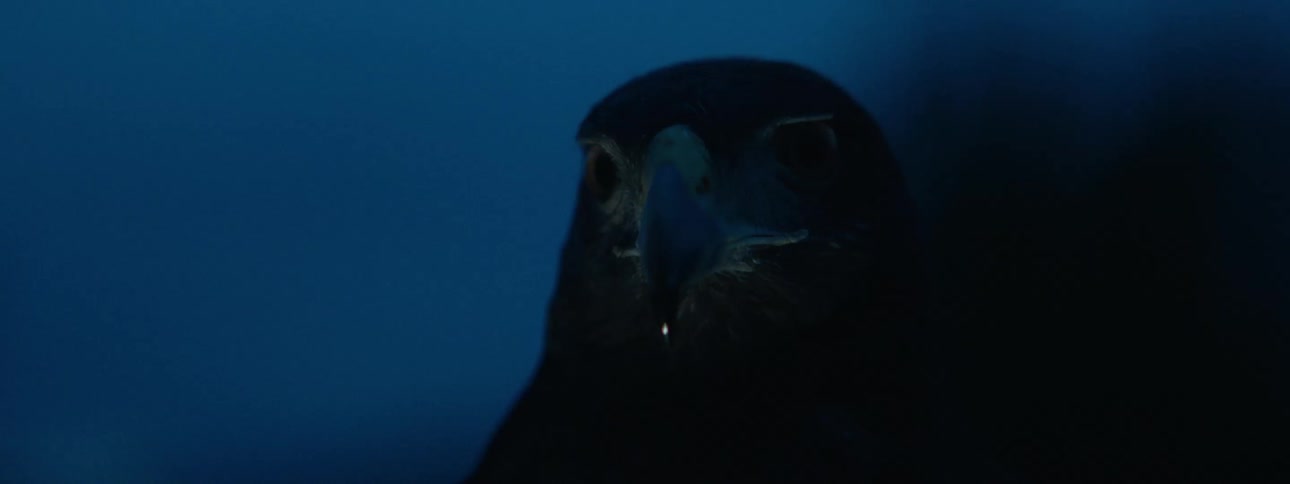 Close up of a hawk looking at the camera at night