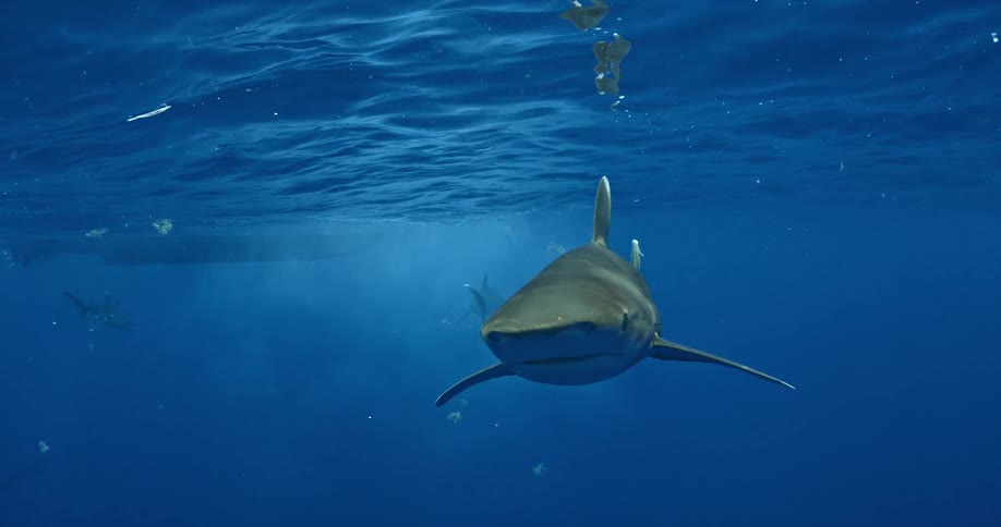 Sharks swimming just below the surface in ocean water