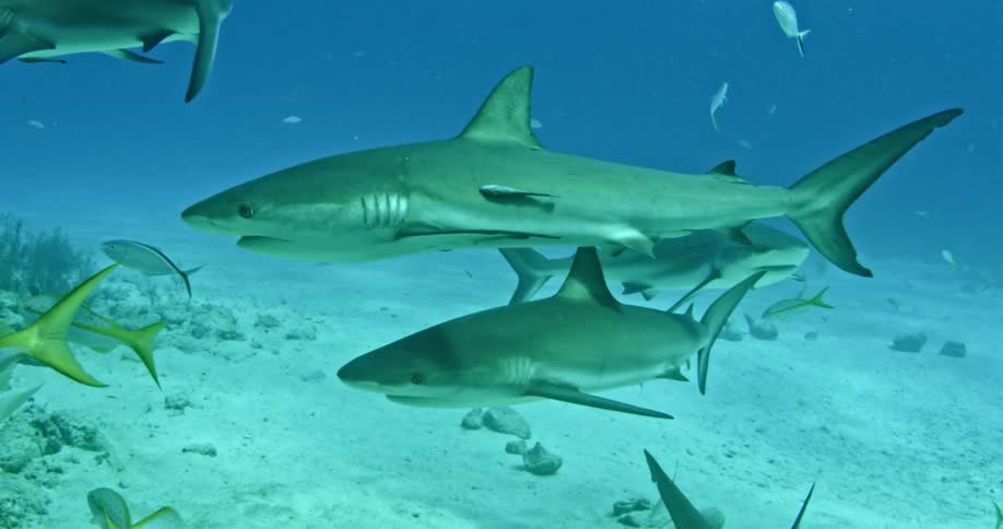 A group of sharks and fish swim near the ocean floor