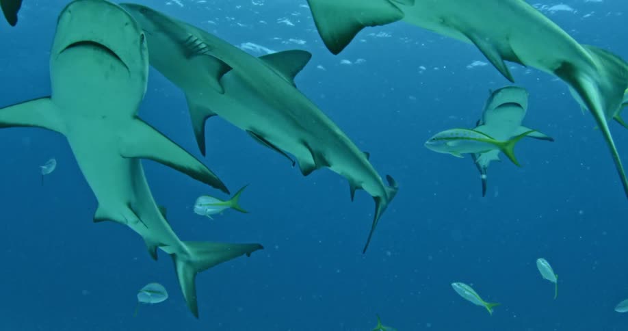 Sharks and fish swim in the ocean