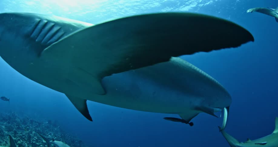Sharks and other fish swimming in ocean water