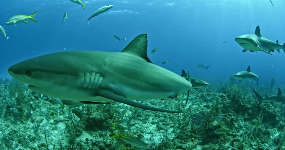 Sharks and other fish swimming near ocean floor