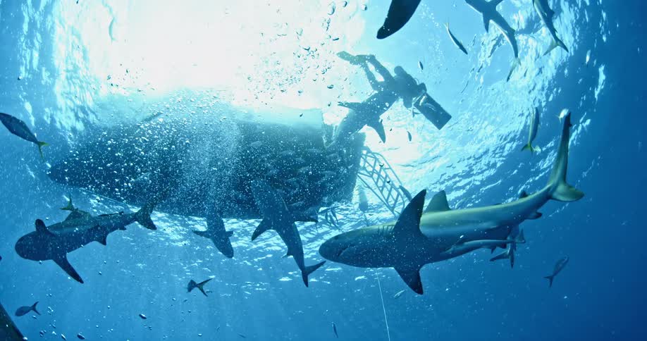 Sharks swim all around a boat with a diver on the side