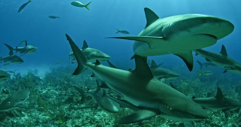 A large group of sharks is swimming in the ocean during the day