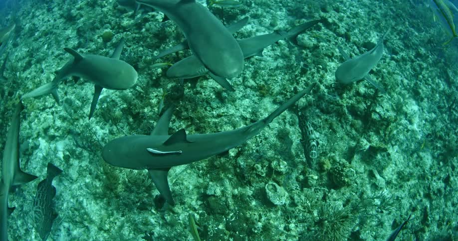 Several nurse sharks swimming amongst other fish