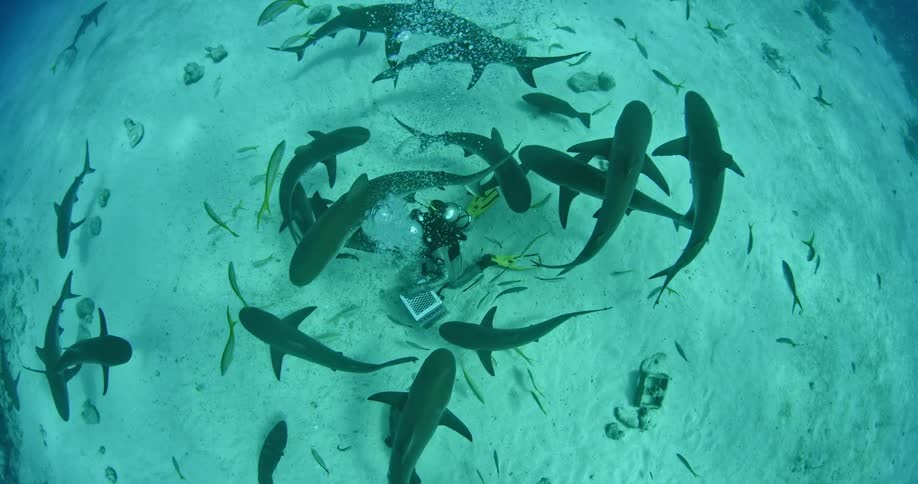 A diver swims with sharks and fish in the ocean