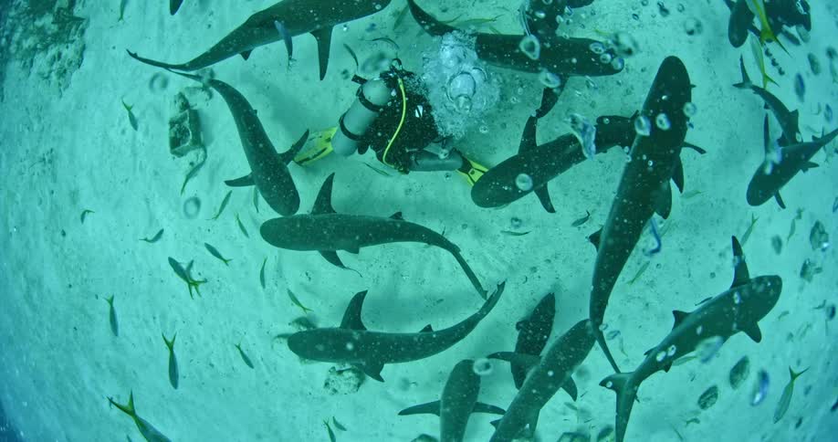 A flow of bubbles comes up from a diver as he is circled by sharks