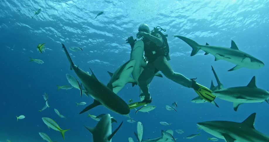 A scuba diver is surrounded by sharks and fish underwater