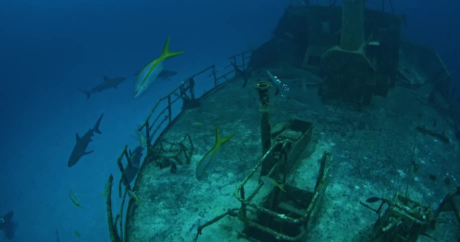 Sharks swimming around and near a large ship wreck site