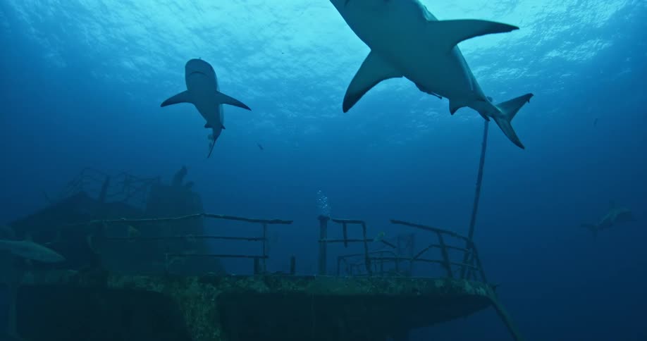 Fish and sharks swim around a sunken ship