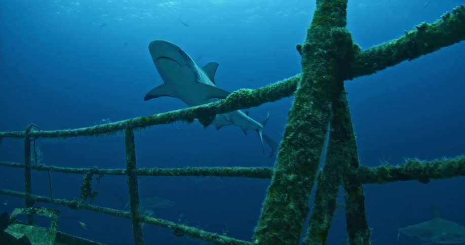 A shark is swimming over an old wreck in the ocean