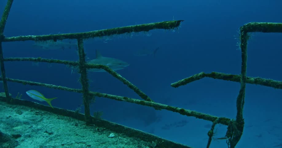 Sharks and fish swim near a shipwreck