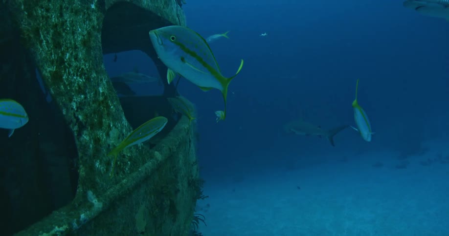 Fish and sharks swim around a sunken ship in the ocean