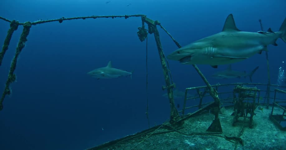 Sharks swim around a sunken ship in dark waters