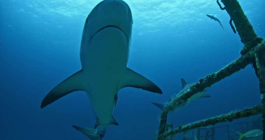 Sharks swimming near a sunken ship in ocean