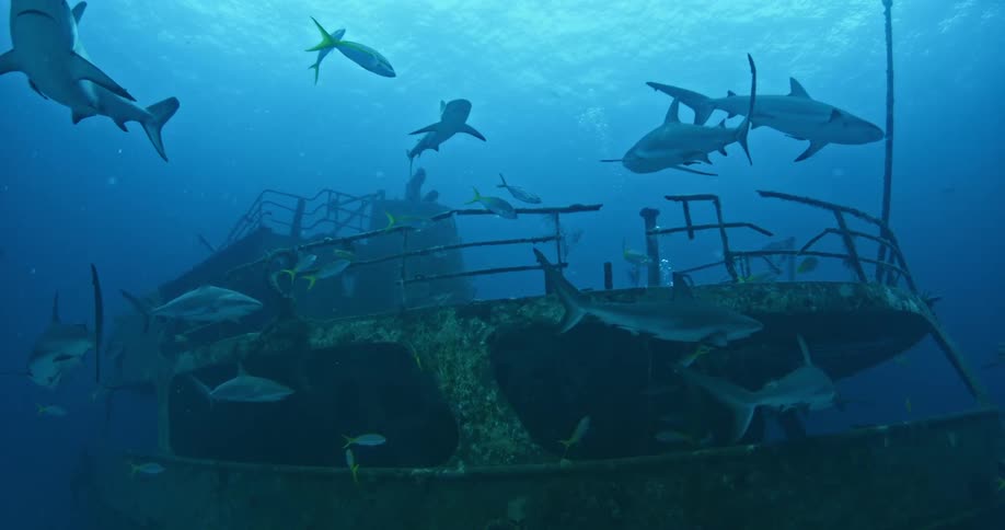 A large group of sharks swim around a sunken ship