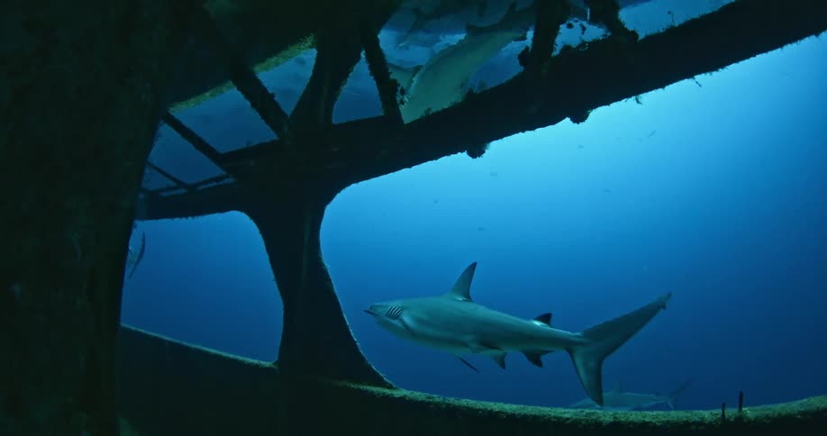 Sharks swimming near a sunken ship in ocean