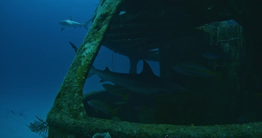 Fish swim in and out of a sunken boat