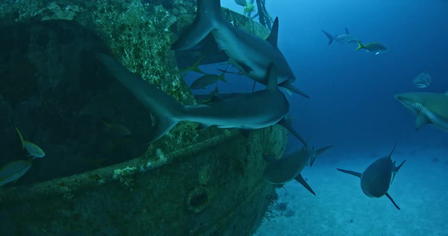 Sharks swimming amongst a shipwreck