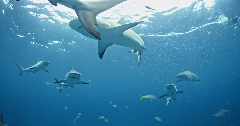 Several sharks can be seen swimming above