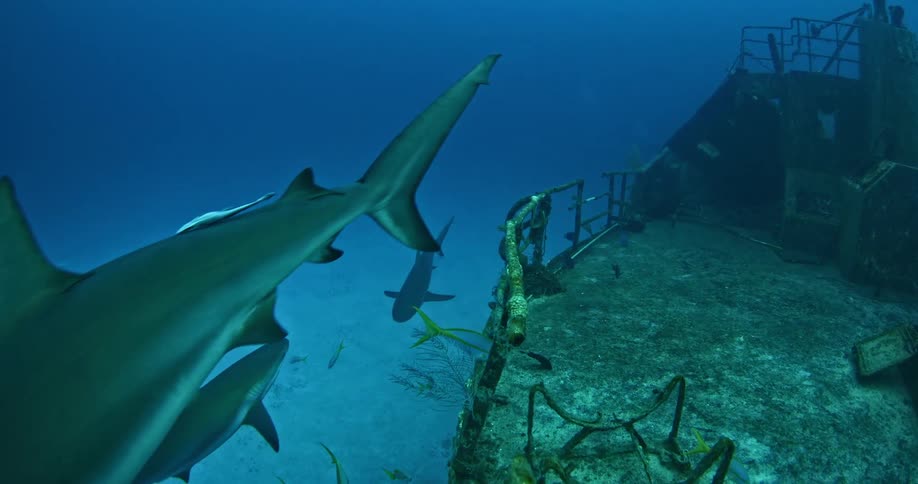 Sharks and fish swim near a ship wreckage