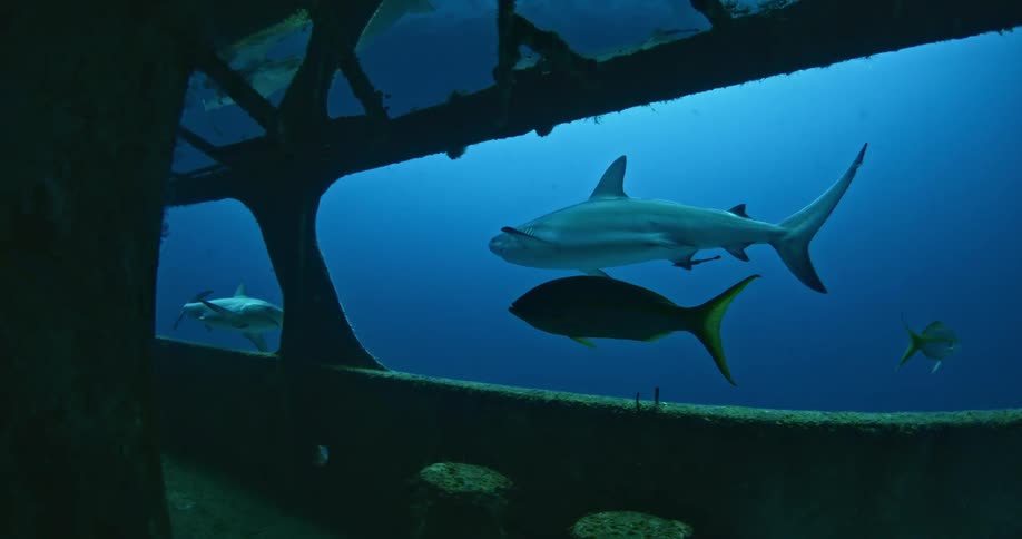 Sharks swimming through an underwater enclosure