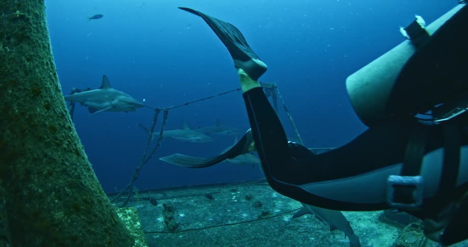 A scuba diver swims along a downed ship with fish and sharks all over