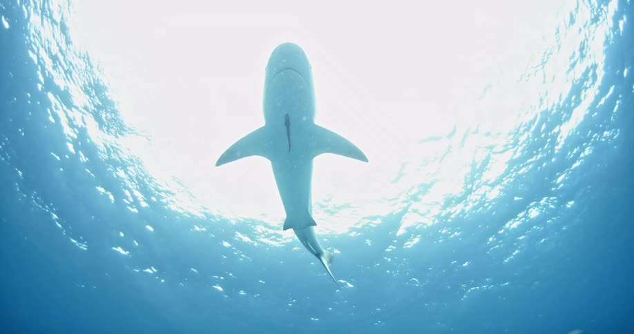 A shark is swimming in the ocean near the water's surface