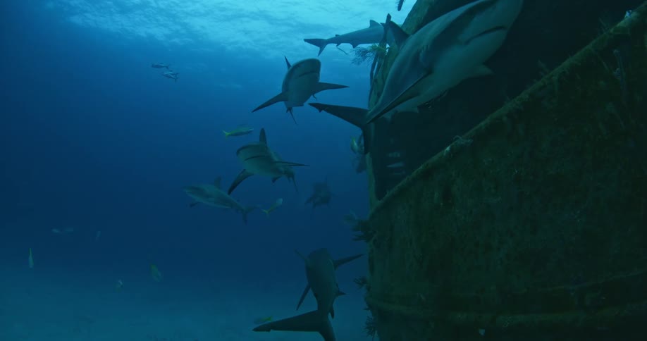 A group of sharks are swimming alongside a boat