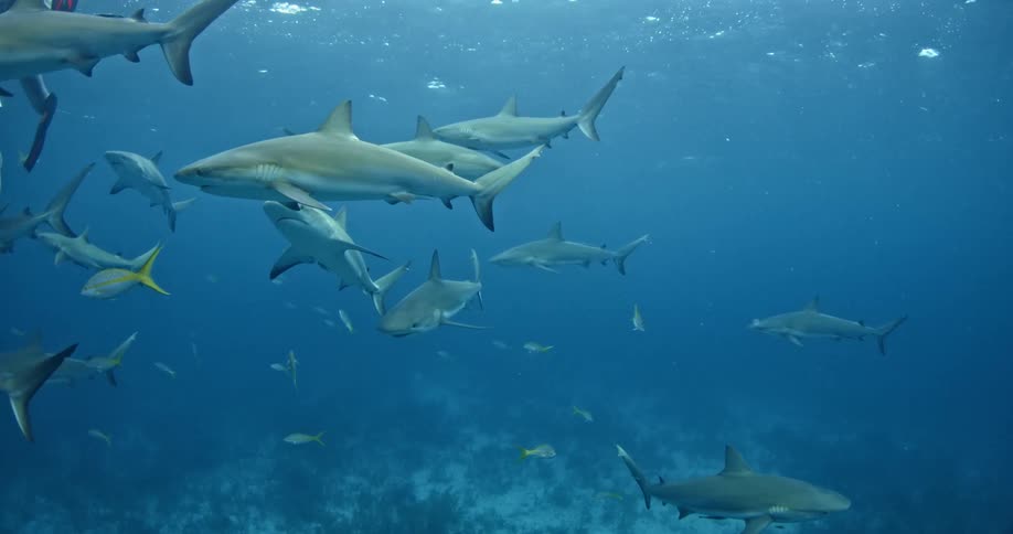 A large amount of sharks swim in the murky water