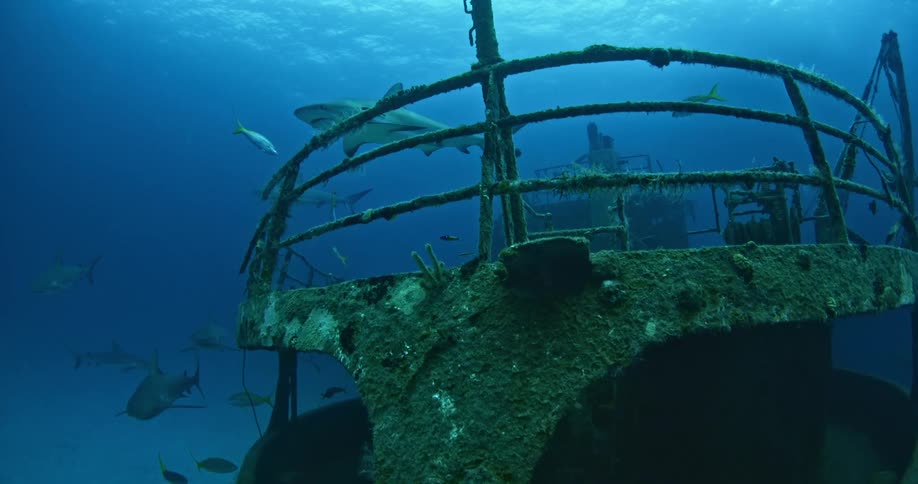 Sharks swim around an underwater shipwreck