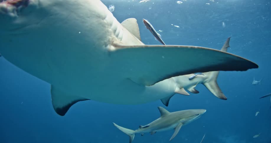 A shark with scars around its mouth swims in the ocean
