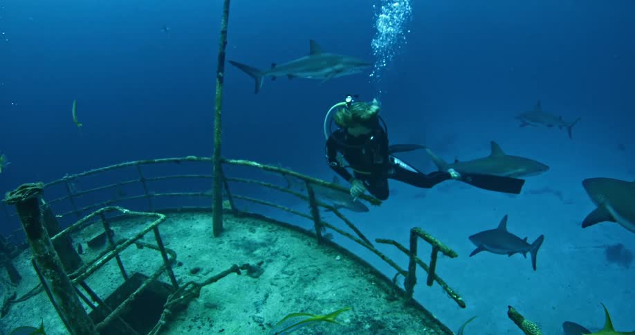 A diver swims near sharks and a sunk ship
