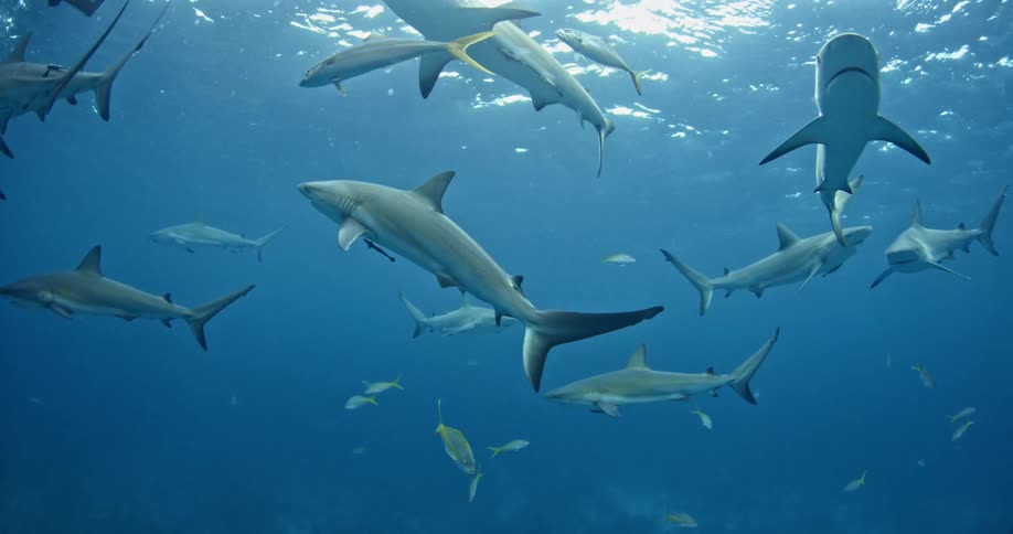 A large group of sharks swim in the water near the surface