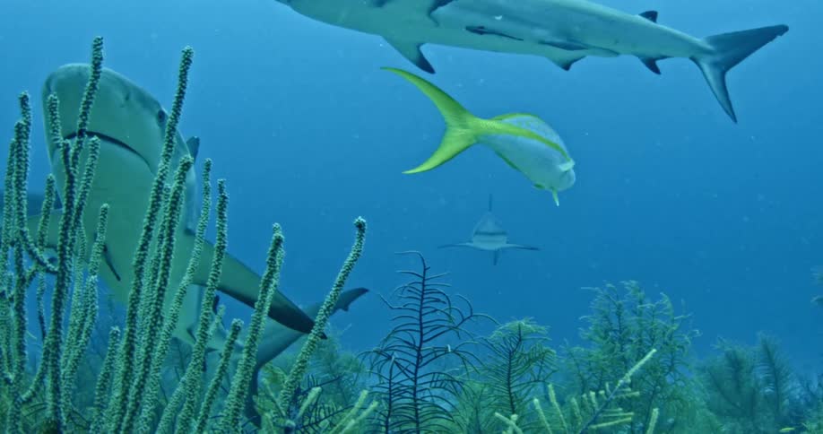 Sharks and fish swim in the ocean