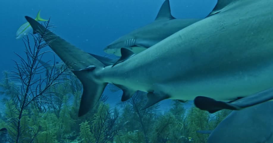 Sharks are swimming on the bottom of the ocean