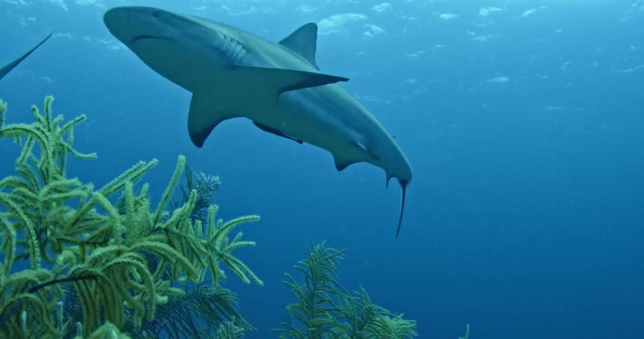 Sharks swim along the tall seaweed underwater
