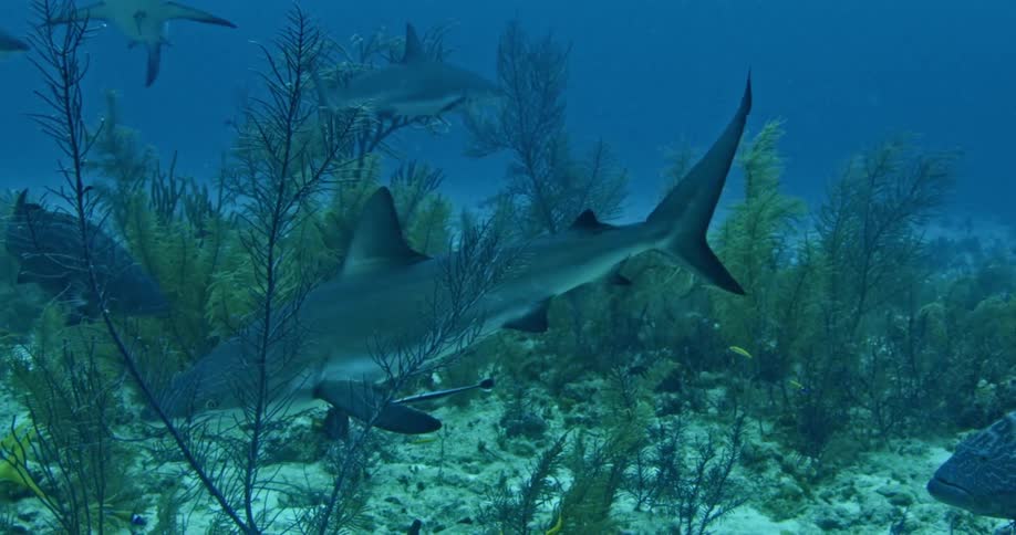 Many sharks and fish swimming at the bottom of the ocean