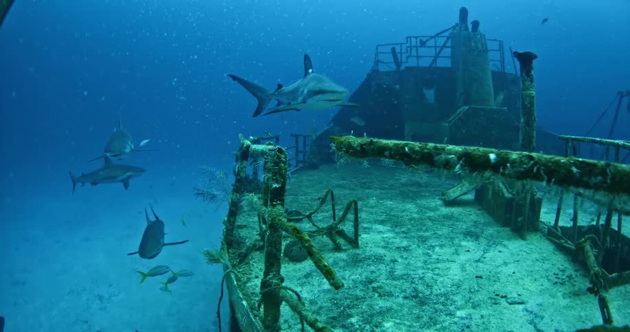 Sharks swimming next to a sunken ship