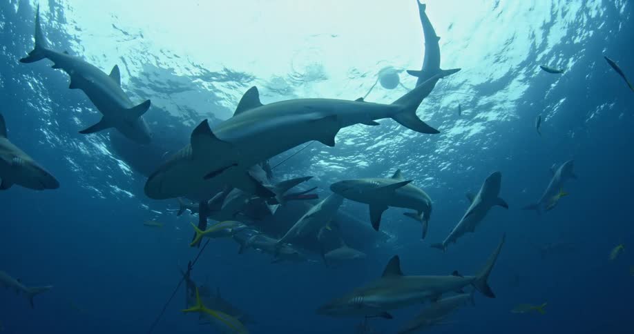Sharks swim around a scuba diver and their boat
