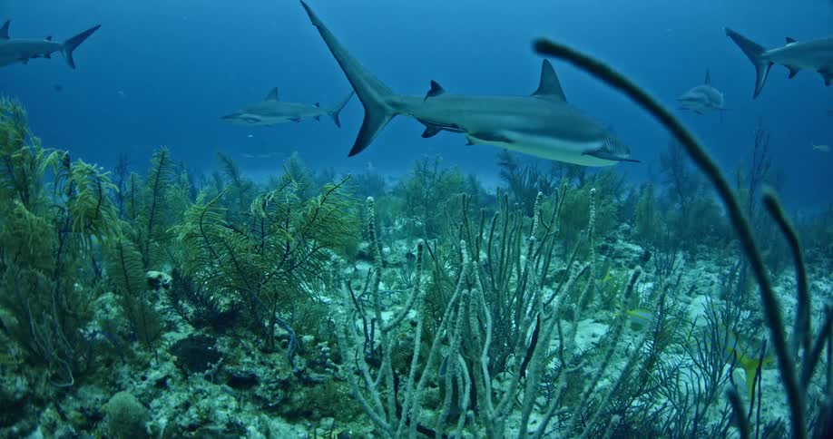 Sharks swimming underwater over the reef