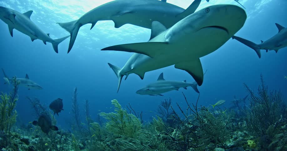 Many sharks swimming amongst other fish