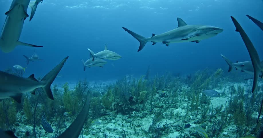 Sharks and fish swim in the ocean