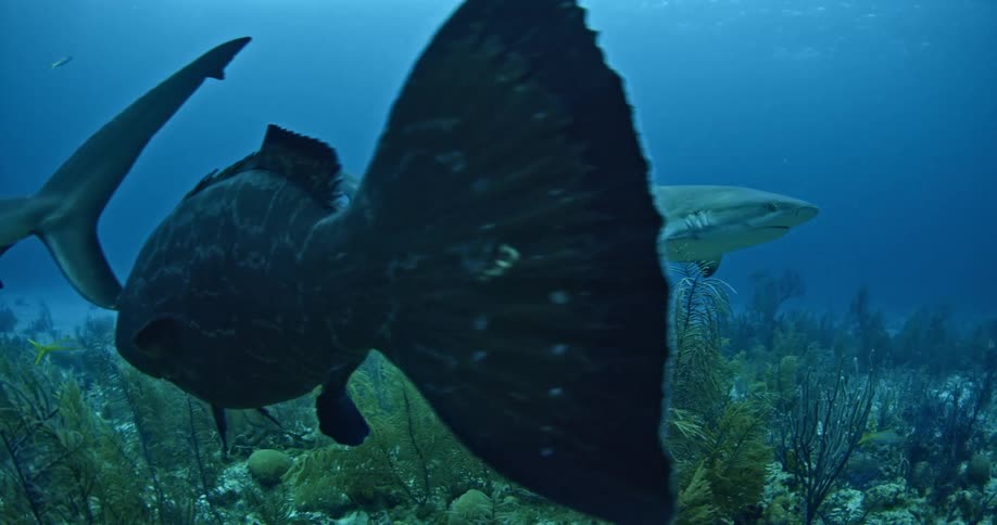 Sharks and other fish swimming near ocean floor