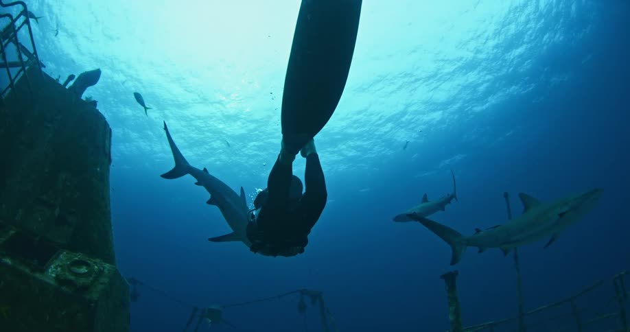A few large sharks swimming near a large sunken ship or other item